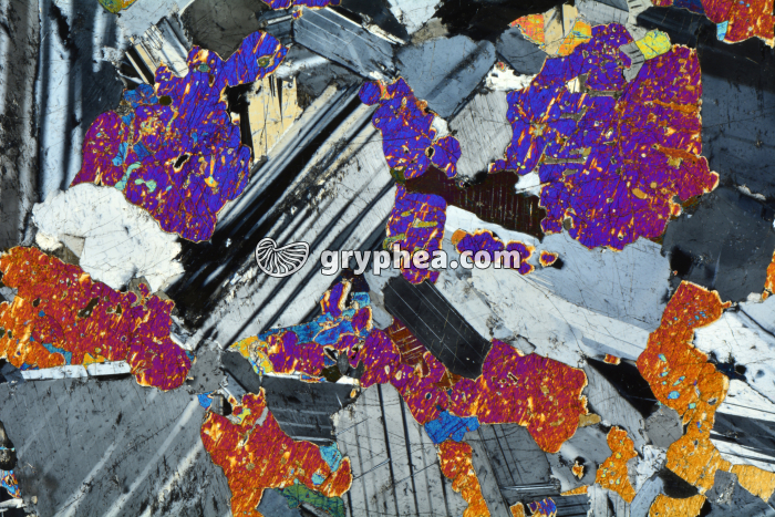 Gabbro LPA x3,5 - gryphea.com